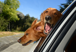 Illustration for article titled Happiness is seeing happy dogs happily stick their heads out of cars